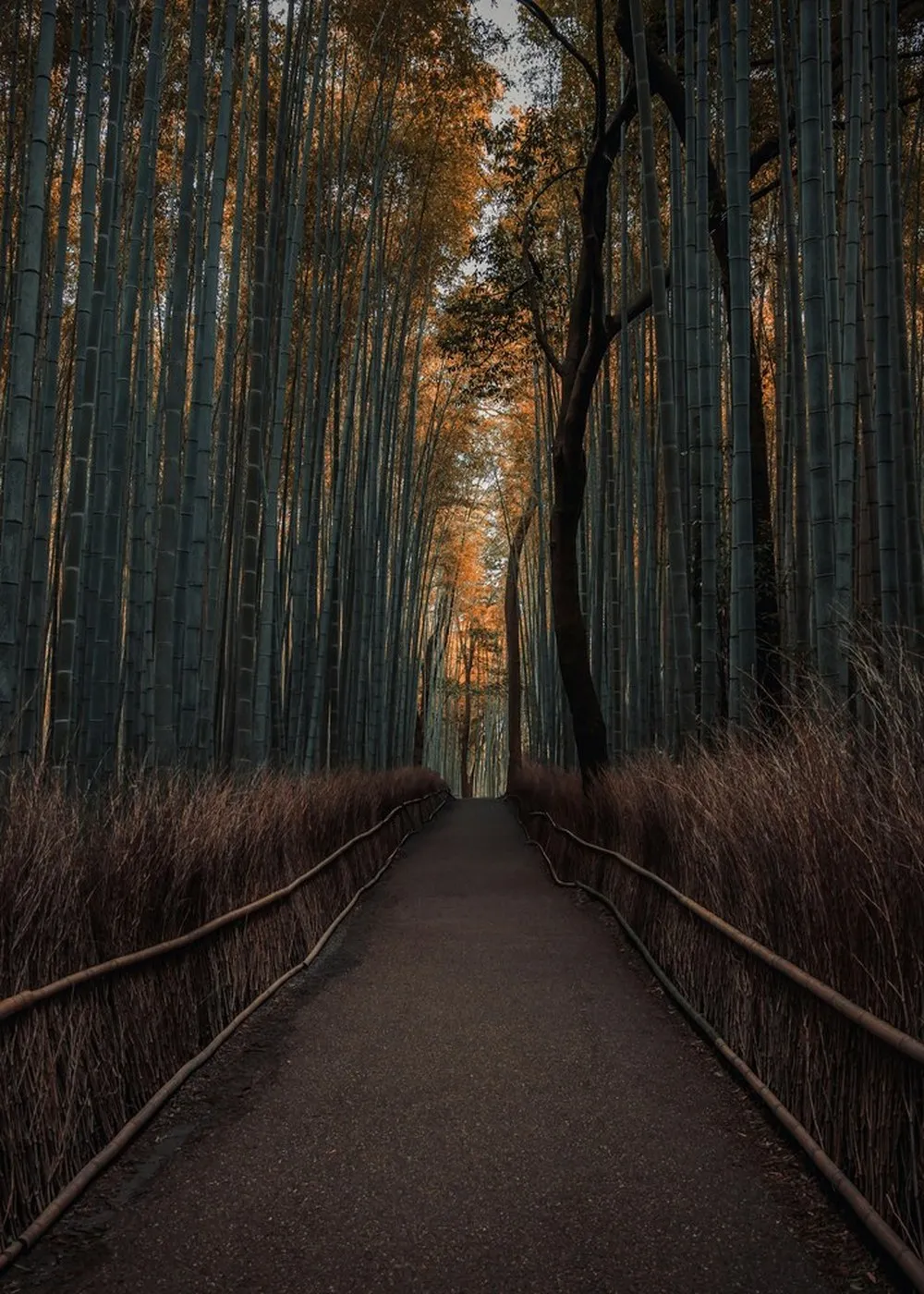 Tall bamboo stalks recede into soft light along a quiet path.