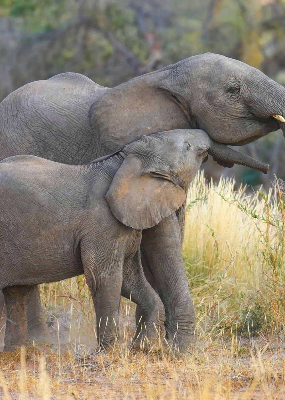 Desert-adapted baby elephants.